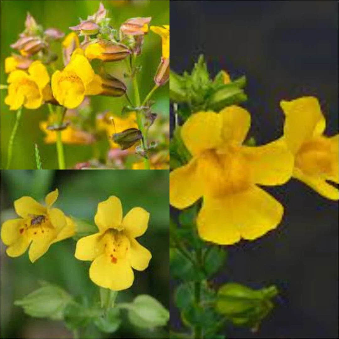 Gelb Mimulus Blumensamen zur Aussaat – pflegeleicht – Traditionssorte & ohne Gentechnik Samen Hausgarten