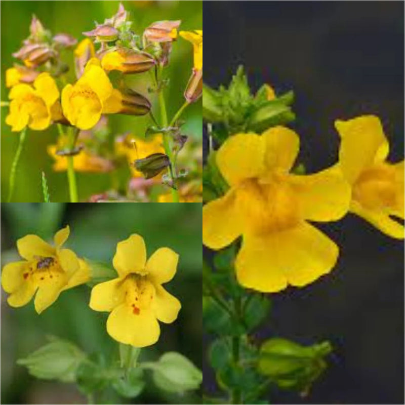 Gelb Mimulus Blumensamen zur Aussaat – pflegeleicht – Traditionssorte & ohne Gentechnik Samen Hausgarten