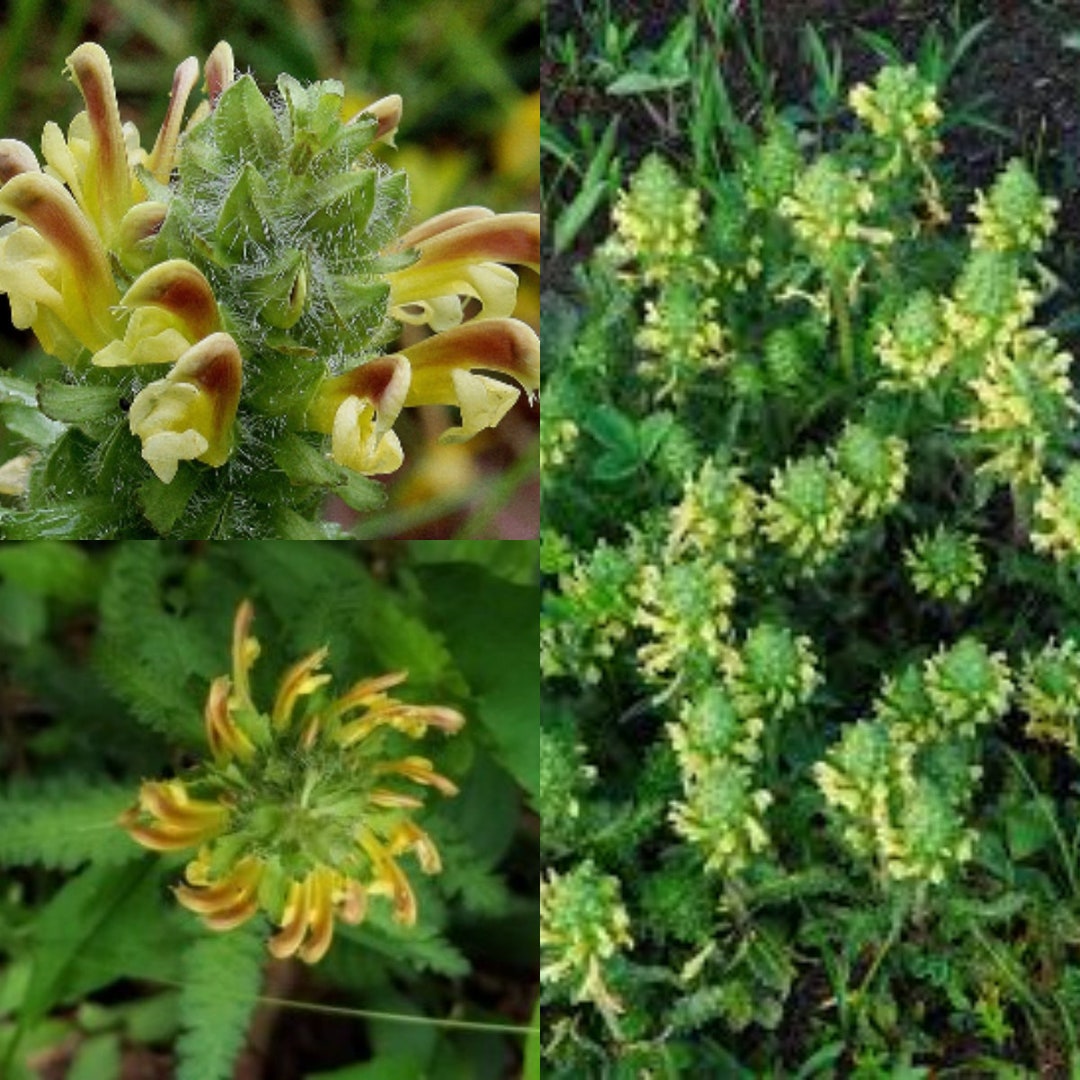 Lousewort blume samen for anpflanzung - perfect for borders, heirloom & gmo free samen for home garten
 
 sale samen for anpflanzung in home garten