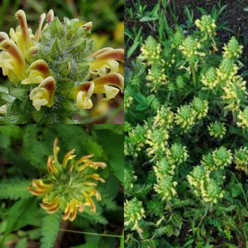 Lousewort blume samen for anpflanzung - perfect for borders, heirloom & gmo free samen for home garten
 
 sale samen for anpflanzung in home garten