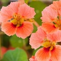zart Rosa Kapuzinerkresse Blumensamen zur Aussaat Halbschatten verträglich Traditionssorte & ohne Gentechnik Samen Hausgarten