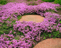 Thymus (thymus serpyllum) samen for anpflanzung in home garten