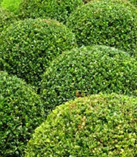 Buxus sempervirens blume samen for anpflanzung - vibrant colors, heirloom & gmo free samen for home garten
 
 sale for anpflanzung in home garten.