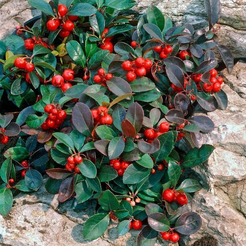 Rot gaultheria blume samen for anpflanzung - pollinator friendly, heirloom & gmo free samen for home garten
sale for anpflanzung in home garten.
