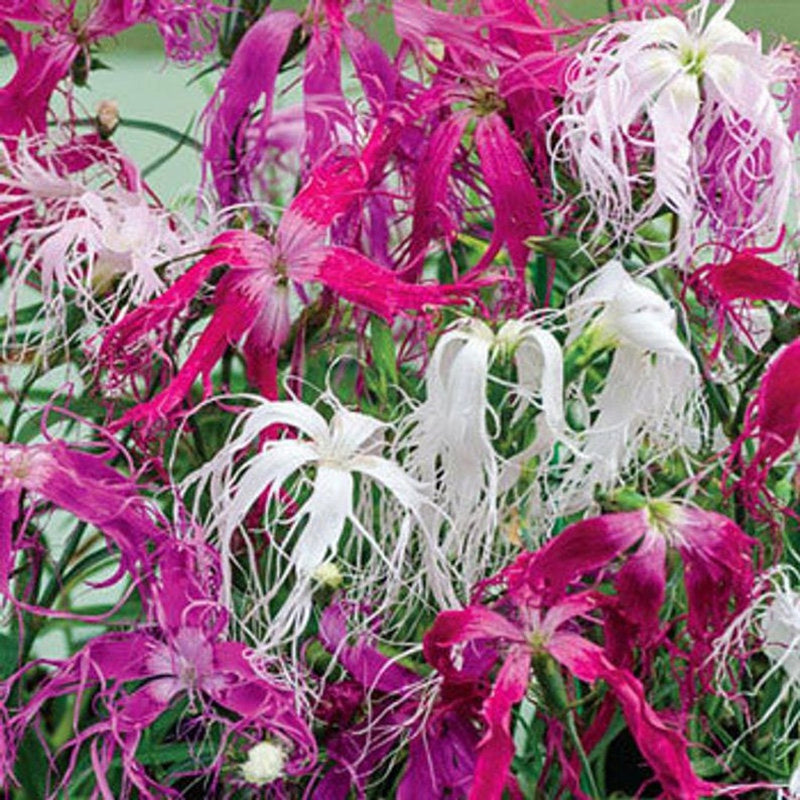 Dianthus spooky mix samen for colorful blooms