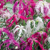 Dianthus spooky mix samen for colorful blooms