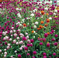 Gomphrena (gomphrena blume) samen for anpflanzung in home garten