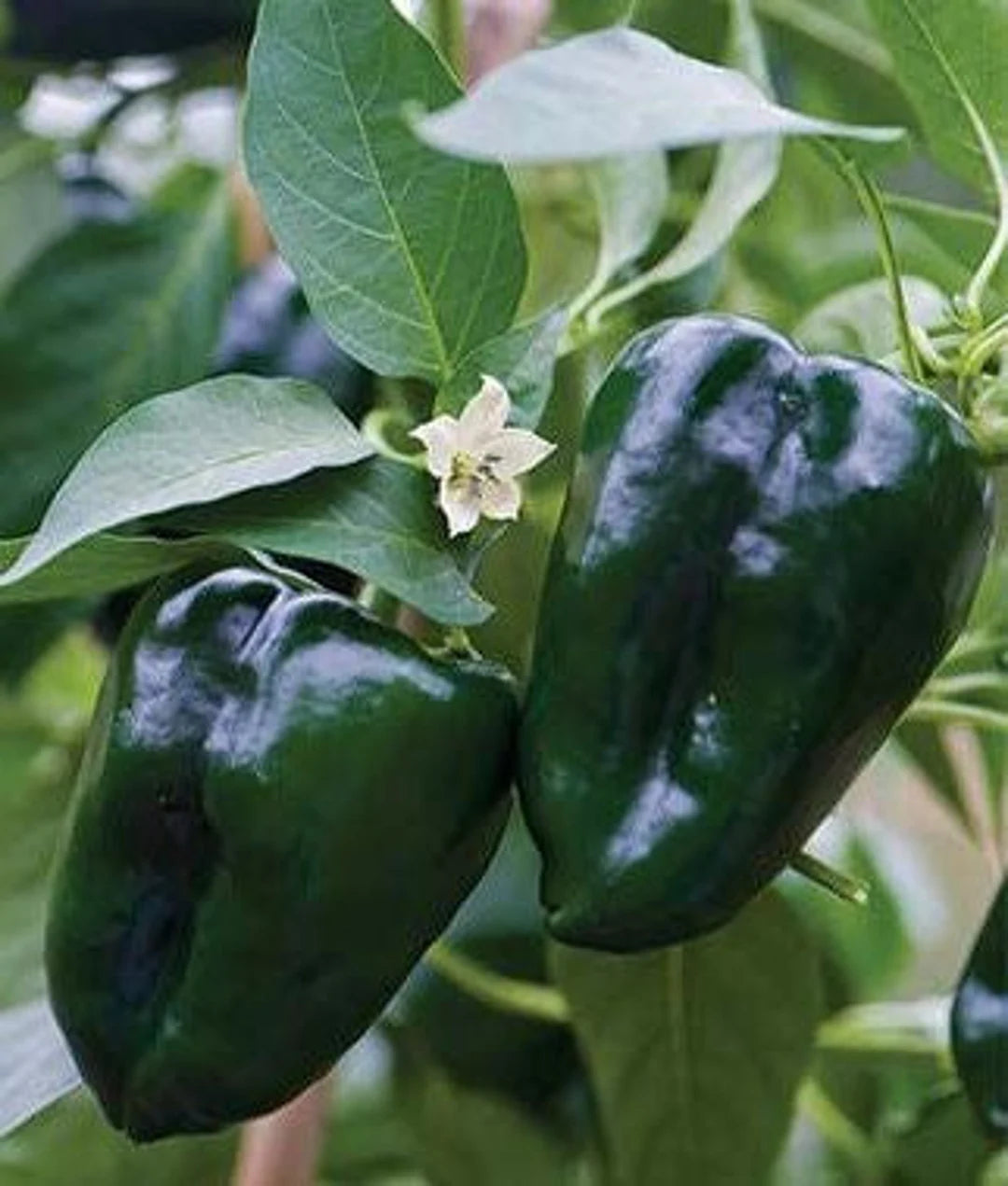 Green Poblano Gemüse Samen zum Pflanzen