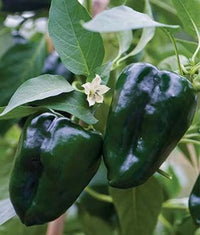 Green Poblano Gemüse Samen zum Pflanzen