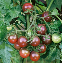 Mixed Blauberries Tomate Samen zum Pflanzen