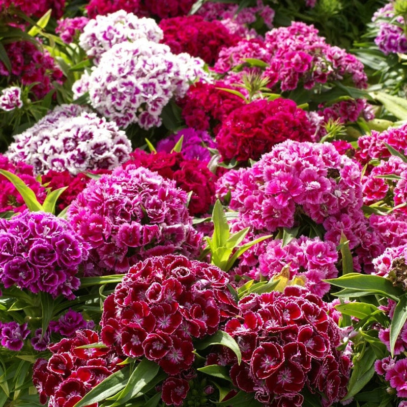 Variedad tradicional de clavel Barbatus, semillas de flores para siembra, flores de colores brillantes, variedad tradicional y sin transgénicos, semillas para el jardín doméstico
