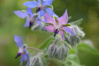 Gemischt Borago Blumensamen zur Aussaat – Anzucht – Traditionssorte & ohne Gentechnik Samen Hausgarten