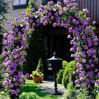 tief Lila kletternd Rose Blumensamen zur Aussaat Traditionssorte ohne Gentechnik biologisch Garten Samen