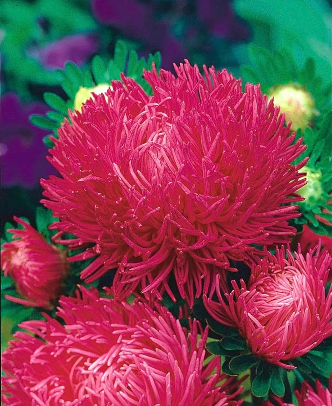 dunkel Rosa Aster Callistephus Blumensamen zur Aussaat saisonal Dauerblüher Traditionssorte & ohne Gentechnik Samen Hausgarten