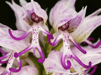 Lila Naked Man Orchidee Blumensamen zur Aussaat – ideal Rabatten – Traditionssorte & ohne Gentechnik Samen Hausgarten