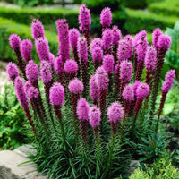 Prairie (prairie blazing) samen for anpflanzung in home garten
