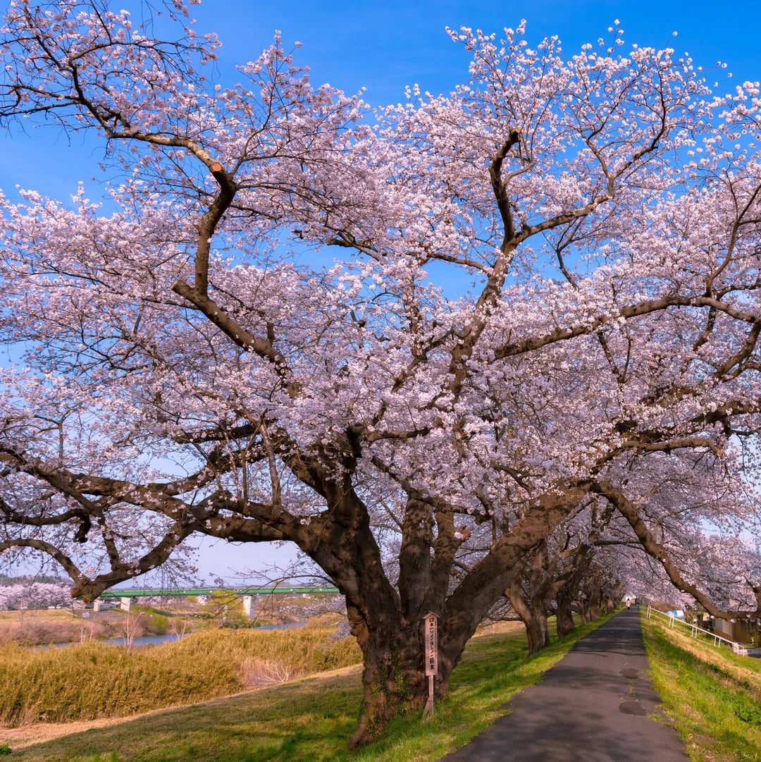 Yoshino Blumensamen zur Aussaat – kompakt Wuchs – Traditionssorte & ohne Gentechnik Samen Hausgarten