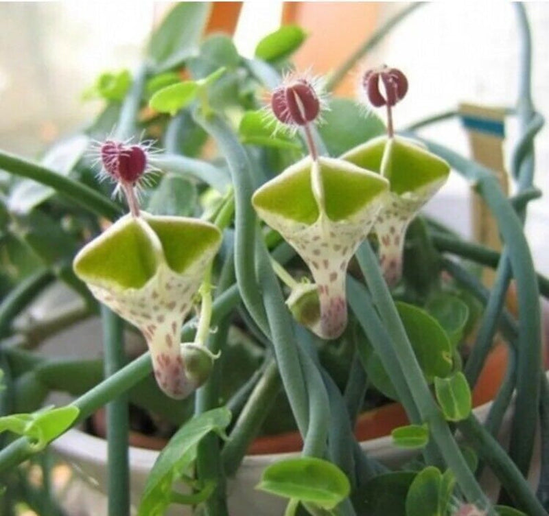Ceropegia blume samen for anpflanzung - easy to grow, heirloom & gmo free samen for home garten
 
 sale samen for anpflanzung in home garten