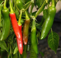 Mixed Serrano Chili Samen for Home Gardening