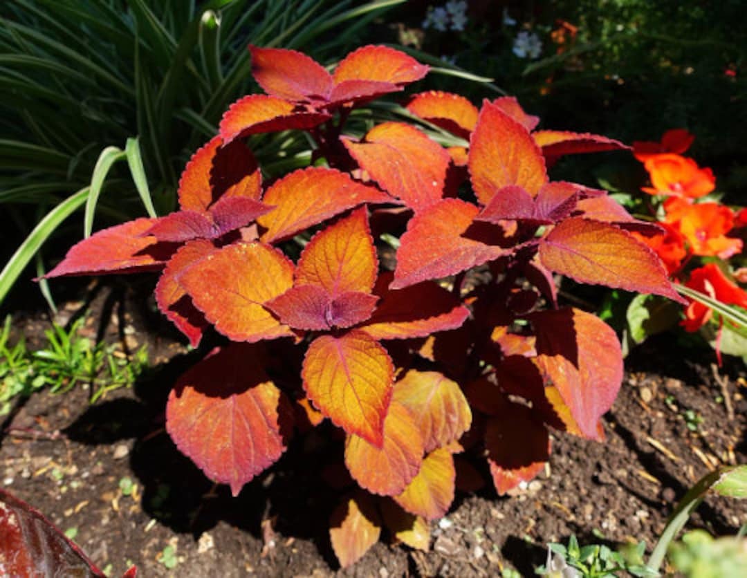 Orange coleus blume samen for anpflanzung hardy variety heirloom & gmo free samen for home garten 
 
 sale for anpflanzung in home garten