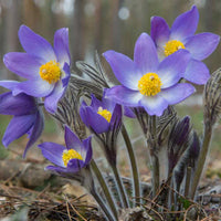 Violett Pulsatilla Blumensamen zur Aussaat – Drought verträglich – Traditionssorte & ohne Gentechnik Samen Hausgarten