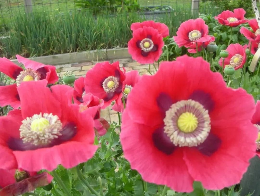 Pepperbox Blumensamen zur Aussaat Wildblume Mischung Traditionssorte & ohne Gentechnik Samen Hausgarten