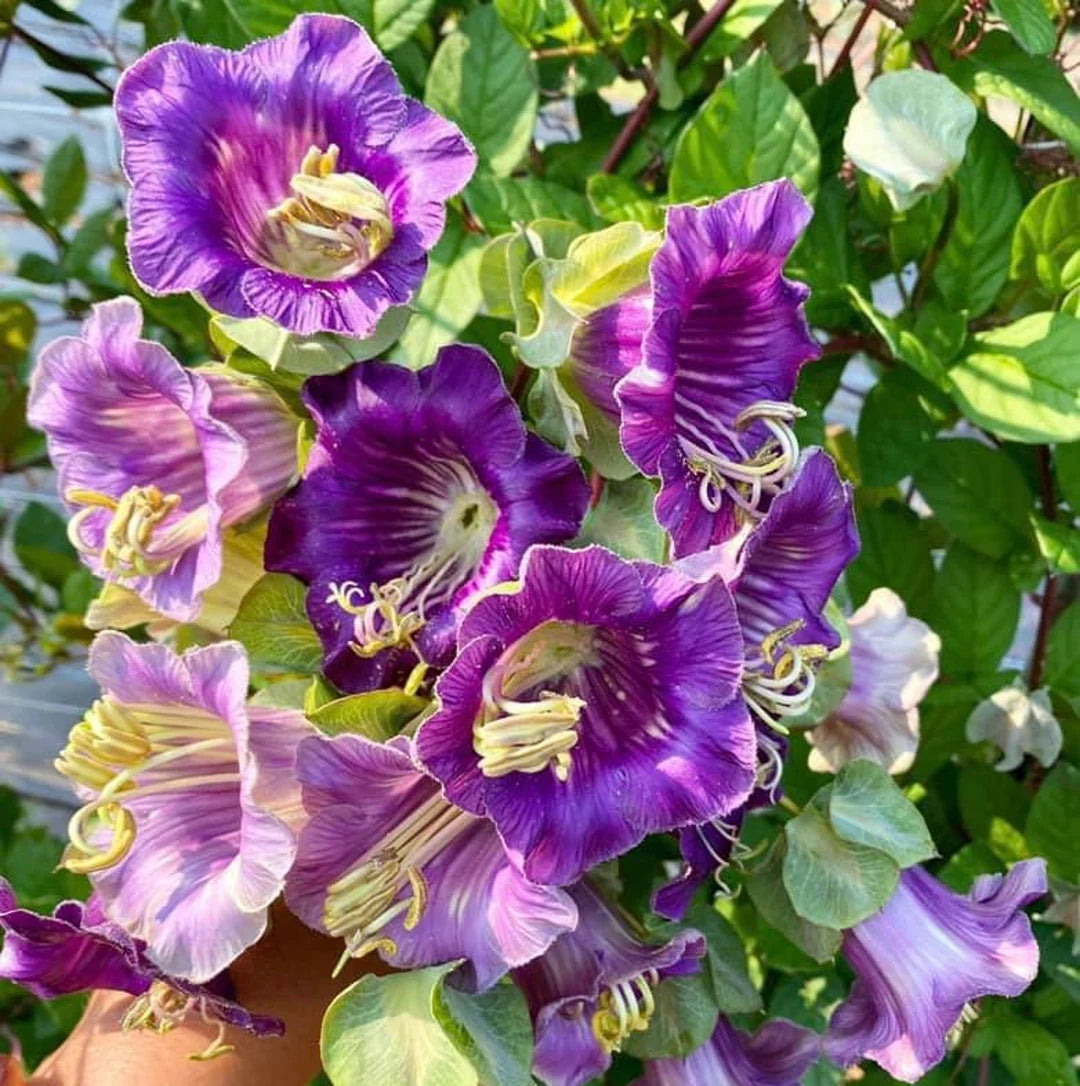 Lila Cathedral Bells Cobaea Scandens Climber Hummingbird Blumensamen zur Aussaat – leuchtend Blüten – Traditionssorte & ohne Gentechnik Samen Hausgarten