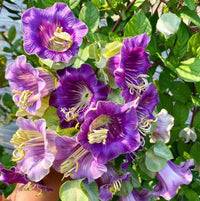 Lila Cathedral Bells Cobaea Scandens Climber Hummingbird Blumensamen zur Aussaat – leuchtend Blüten – Traditionssorte & ohne Gentechnik Samen Hausgarten