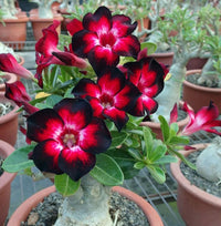 Wüstenrose Blumensamen zur Aussaat – farbenfroh Schau – Traditionssorte & ohne Gentechnik Samen Hausgarten