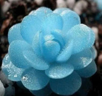 Himmelblau Succulent Blumensamen zur Aussaat leuchtend Traditionssorte & ohne Gentechnik Samen Hausgarten