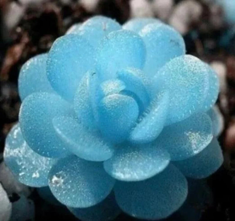 Himmelblau Succulent Blumensamen zur Aussaat leuchtend Traditionssorte & ohne Gentechnik Samen Hausgarten