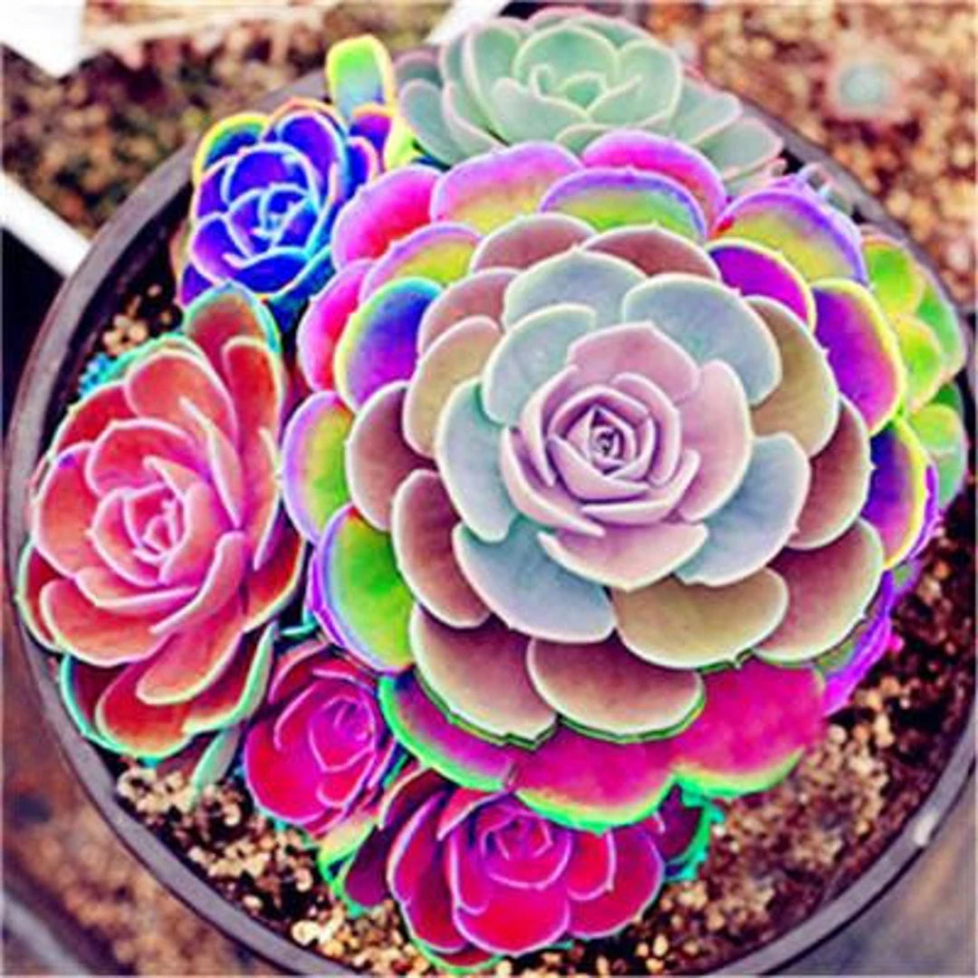 Rainbow Succulent Blumensamen zur Aussaat duftend Blüten Traditionssorte & ohne Gentechnik Samen Hausgarten