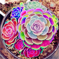 Rainbow Succulent Blumensamen zur Aussaat duftend Blüten Traditionssorte & ohne Gentechnik Samen Hausgarten