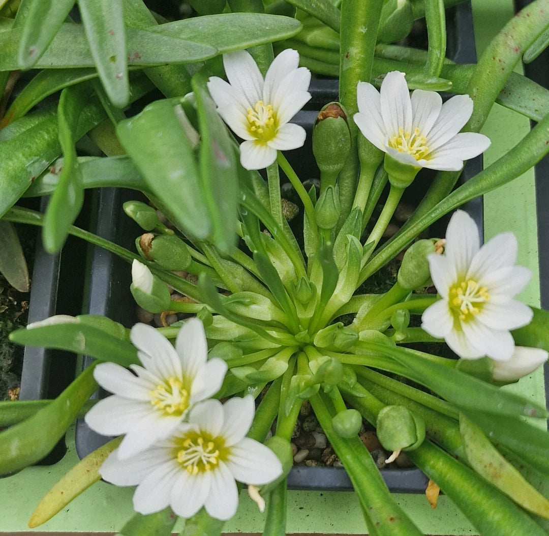 Weiß Nevadensis Blumensamen zur Aussaat – elegant Weiß Blüten für Ihren Garten