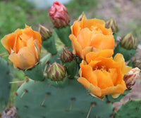 Orange Opuntia Blumensamen zur Aussaat robust Sorte Traditionssorte & ohne Gentechnik Samen Hausgarten