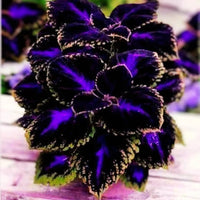 Violet (violet coleus) samen for anpflanzung in home garten