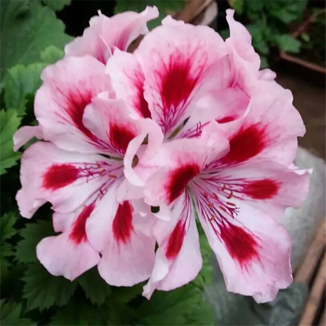 hell Rosa Univalve Geranie Blumensamen zur Aussaat – leuchtend – Traditionssorte & ohne Gentechnik Samen Hausgarten