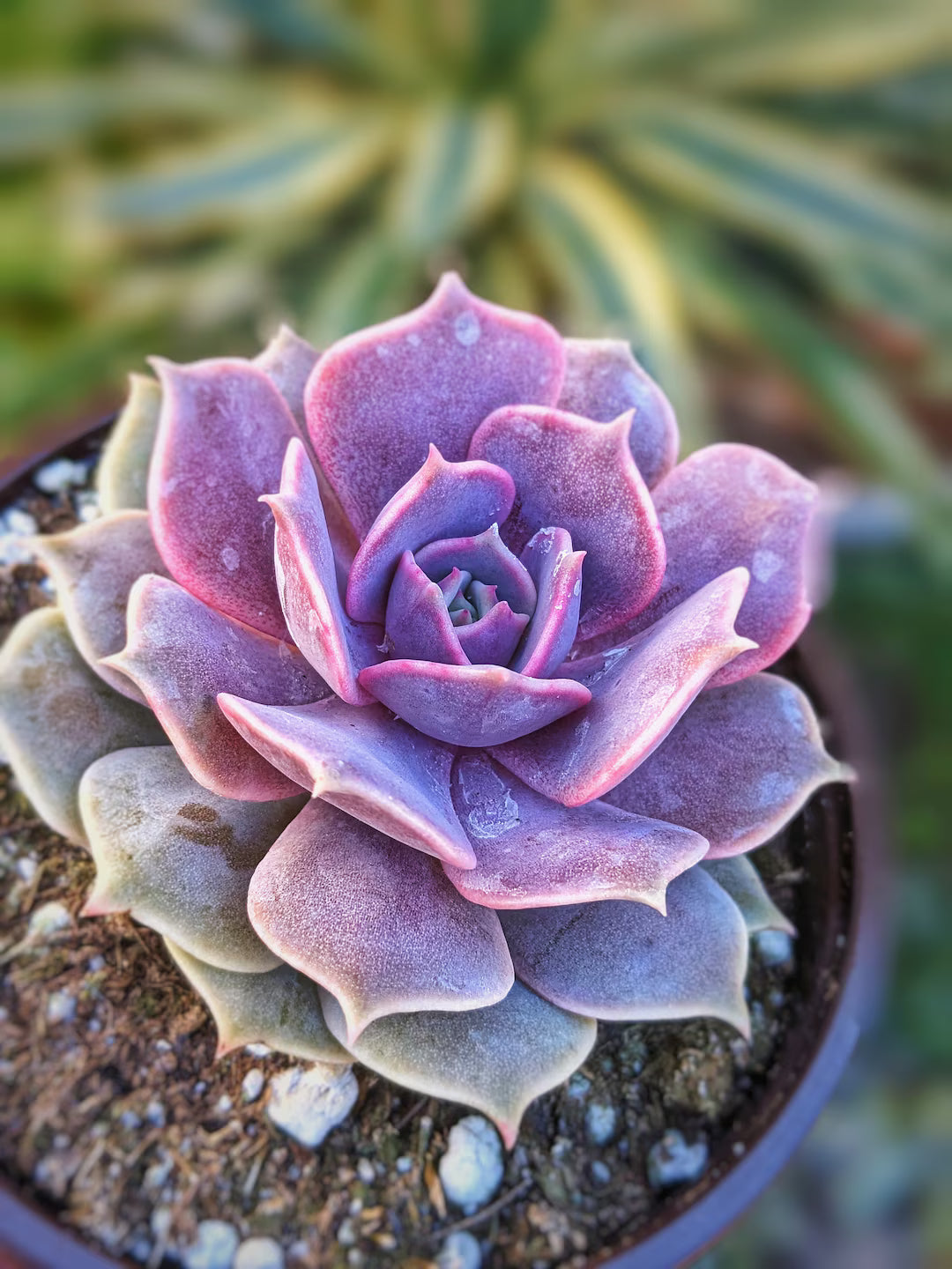 Gemischt Echeveria Blumensamen zur Aussaat duftend Blüten Traditionssorte & ohne Gentechnik Samen Hausgarten