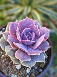 Gemischt Echeveria Blumensamen zur Aussaat duftend Blüten Traditionssorte & ohne Gentechnik Samen Hausgarten