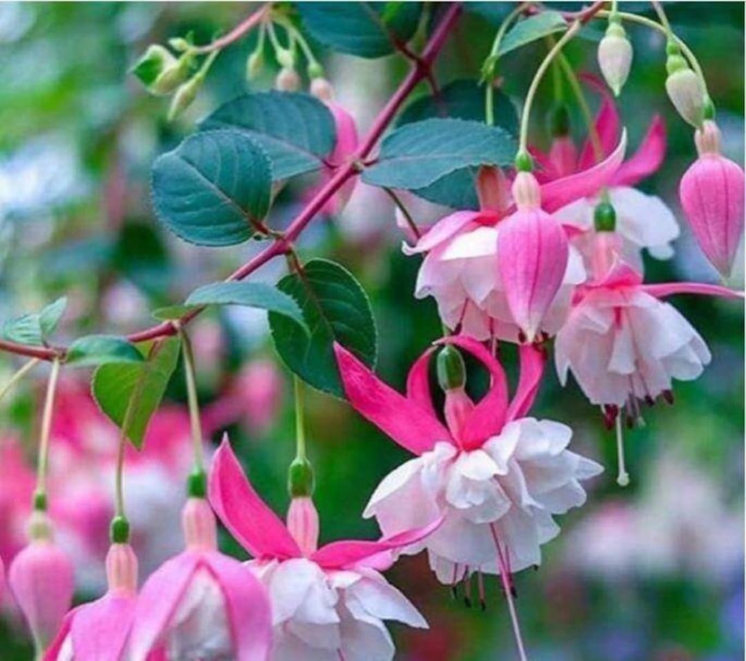 Weiß Rosa Fuchsie Blumensamen Blumensamen zur Aussaat leuchtend Blüten Traditionssorte & ohne Gentechnik Samen Hausgarten