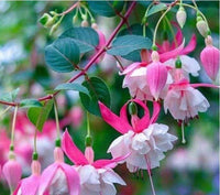 Weiß Rosa Fuchsie Blumensamen Blumensamen zur Aussaat leuchtend Blüten Traditionssorte & ohne Gentechnik Samen Hausgarten