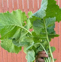 Green Turnip Samen zum Pflanzen