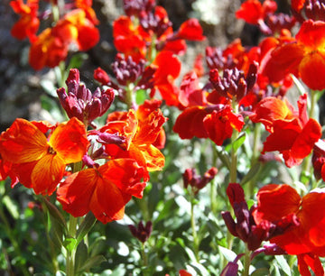 Wallflower Cheiranthus Cheiri Blumensamen zur Aussaat Landhaus Garten wichtig Traditionssorte & ohne Gentechnik Samen Hausgarten