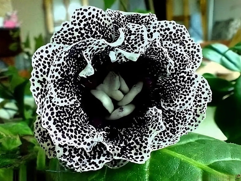 Schwarz Gloxinie Blumensamen zur Aussaat Garten beliebt Traditionssorte & ohne Gentechnik Samen Hausgarten