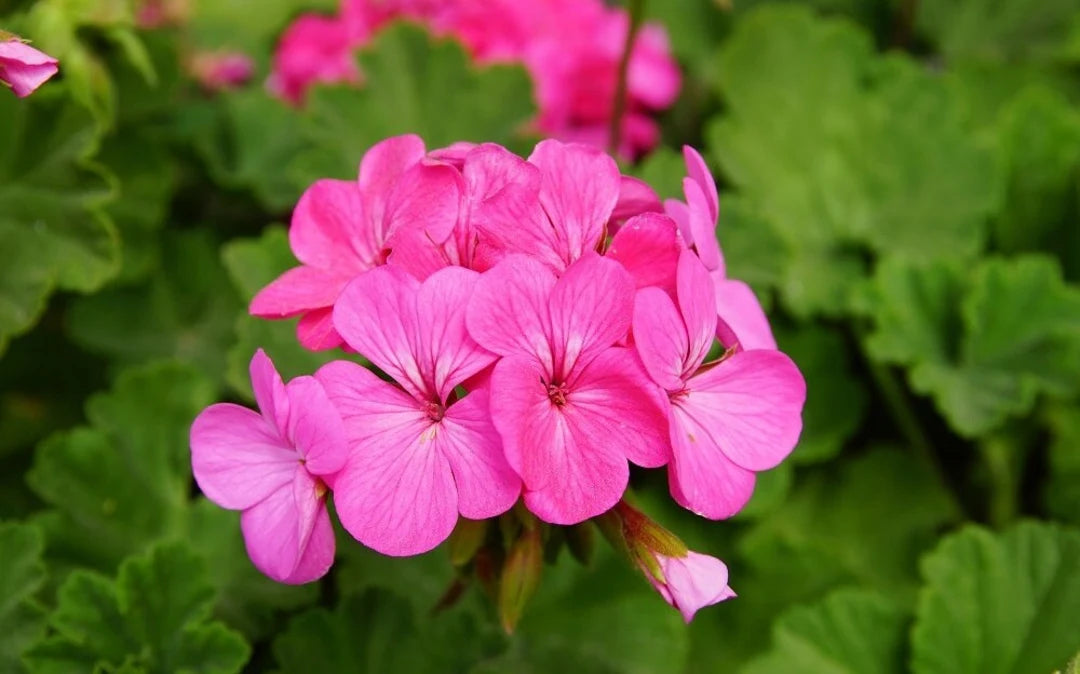 Rosa Geranie Blumensamen zur Aussaat – Garten beliebt – Traditionssorte & ohne Gentechnik Samen Hausgarten