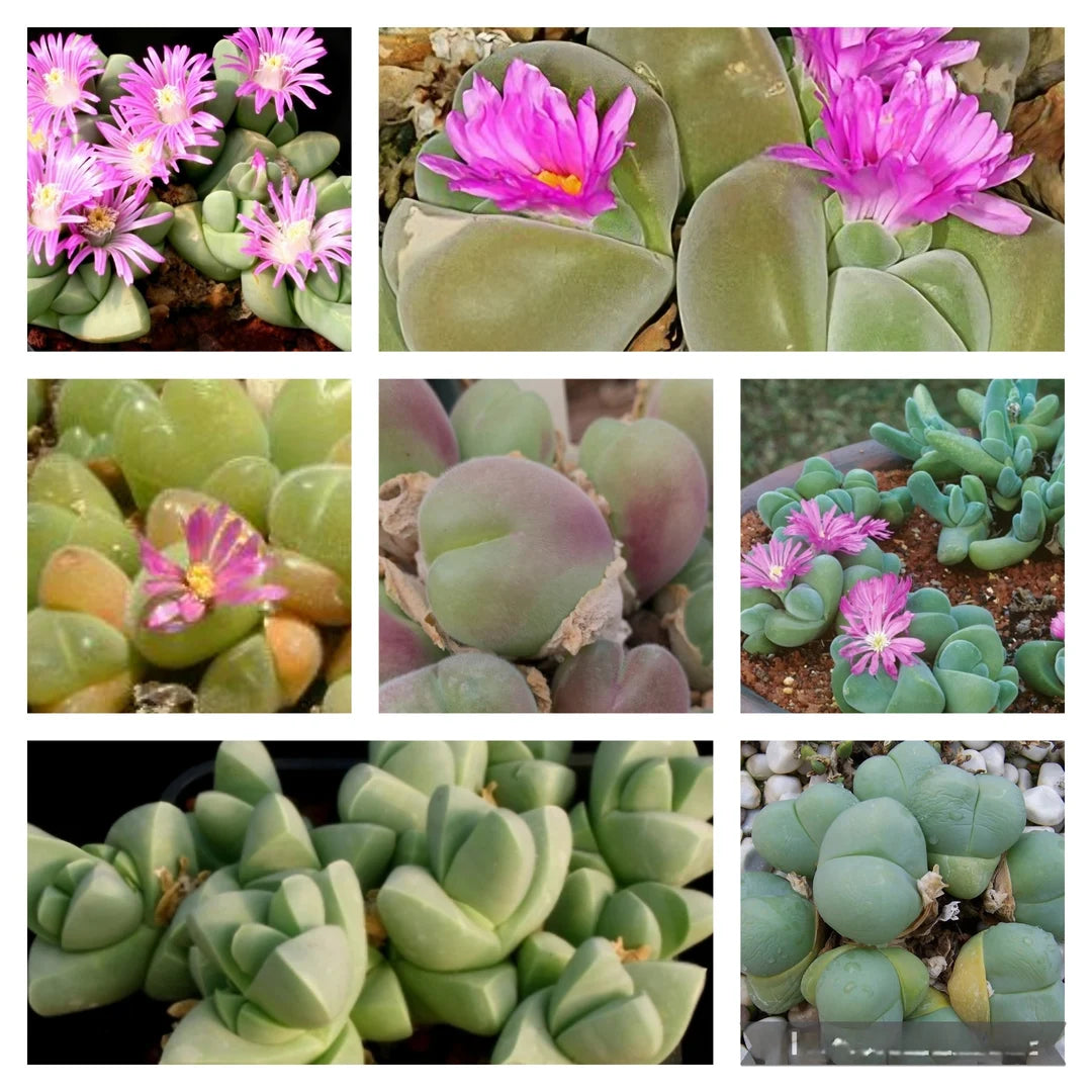 Gemischt Gibbaeum Blumensamen zur Aussaat – saisonal Dauerblüher – Traditionssorte & ohne Gentechnik Samen Hausgarten