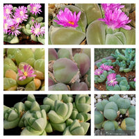 Gemischt Gibbaeum Blumensamen zur Aussaat – saisonal Dauerblüher – Traditionssorte & ohne Gentechnik Samen Hausgarten