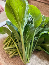Green Komatsuna Gemüsesamen für einfache Aussaat