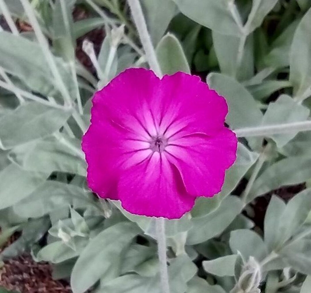 Violett Lychnis Blumensamen zur Aussaat – robust Sorte – Traditionssorte & ohne Gentechnik Samen Hausgarten