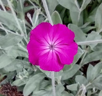Violett Lychnis Blumensamen zur Aussaat – robust Sorte – Traditionssorte & ohne Gentechnik Samen Hausgarten